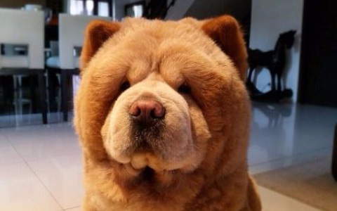 不要以為這隻狗狗「一臉熊樣」就已經很萌 他的「這一點」讓看過的人都會尖叫融化!