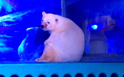 我們都是兇手?閃著淚光的全世界最悲傷北極熊ʕ·ᴥ· ʔ