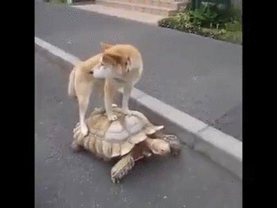 Image來源_giphy.com