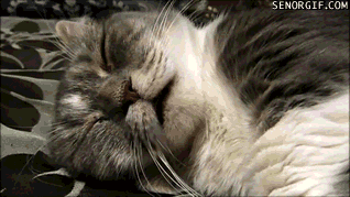 Image來源_senorgif.com