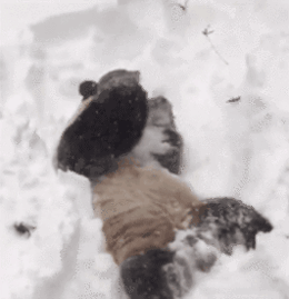 Image提供_giphy.com