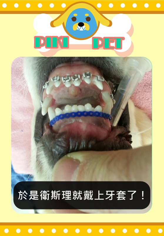 Image來源_Facebook_Harborfront Hospital for Animals