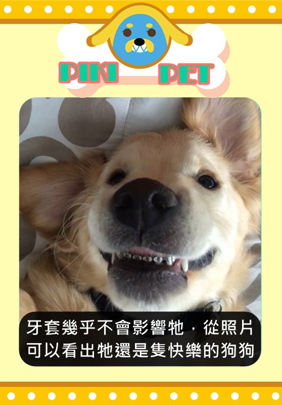 Image來源_Facebook_Harborfront Hospital for Animals