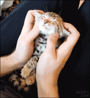 Image提供_giphy.com
