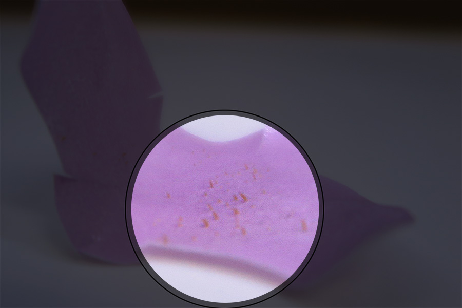 Pikicast版權所有