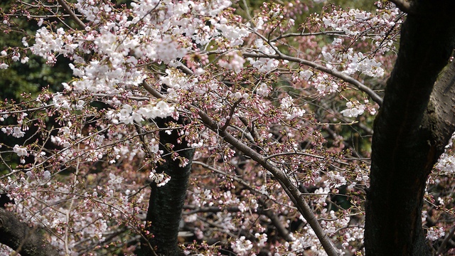 3. 東京鐵塔絕佳視野・增上寺、芝公園
每年跨年的必去景點之一「增上寺」,新年的0點起會敲響108下鐘聲,為祈求平安一年。另一方面是寺院後方便是東京鐵塔,鐘聲搭配鐵塔點燈,是老東京的定番行程。天氣溫暖入春,櫻花綻放,配上寺院以及東京鐵塔,也必定是經典的賞櫻場所。