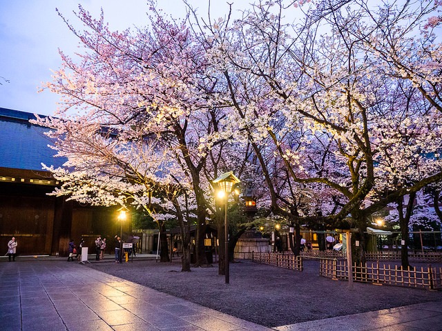 4. 為國犧牲烈士的歸所・靖國神社
靖國神社中有一棵被日本氣象局指定為「開花基準樹」的櫻花樹,當他開五~六朵花時,也是預告東京櫻花即將盛開。所以建議可以在開花宣言後的五~六天在前往東京,便可剛好欣賞到滿城怒放的櫻花盛典。在靖國神社也可以選擇賞夜櫻,櫻花樹下會有一排的屋台,熱鬧的如同台灣的夜市,品嚐美食同時有著櫻花相伴也是人生一大樂事。