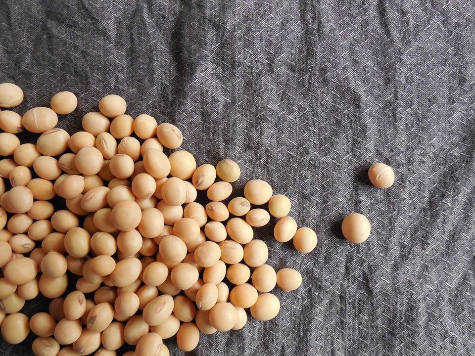 4. 大豆
大豆和由大豆加工而成的食品中含有大豆異黃酮,這種物質能夠降低女性體內的雌激素水平,減少乳房不適。不過偽少女提醒一下,所有的黃豆類食品,像是豆漿、豆腐、黃豆等,尤其是豆漿,最好飲用無糖的,否則胸部還沒變大前肚子就先變大啦XD