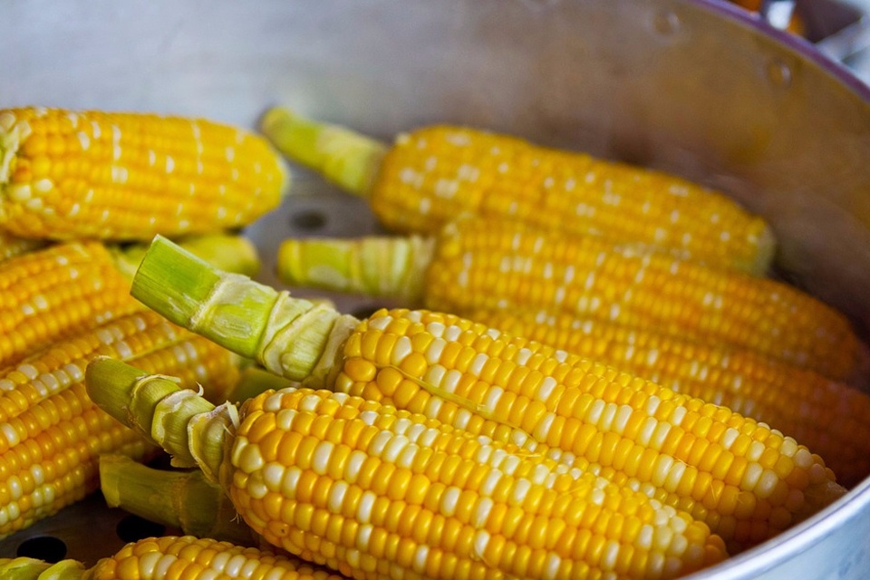 ▷▶▶玉米
玉米的膳食纖維含量很高,除了可以增加飽腹感,還是腸道的「清道夫」,具有促進腸胃蠕動、清腸排便的作用。 玉米香甜可口,除了直接煮熟了啃,還可以將玉米粒混在米飯中或是拌入沙拉中,吃法多樣讓你的一餐更有營養!