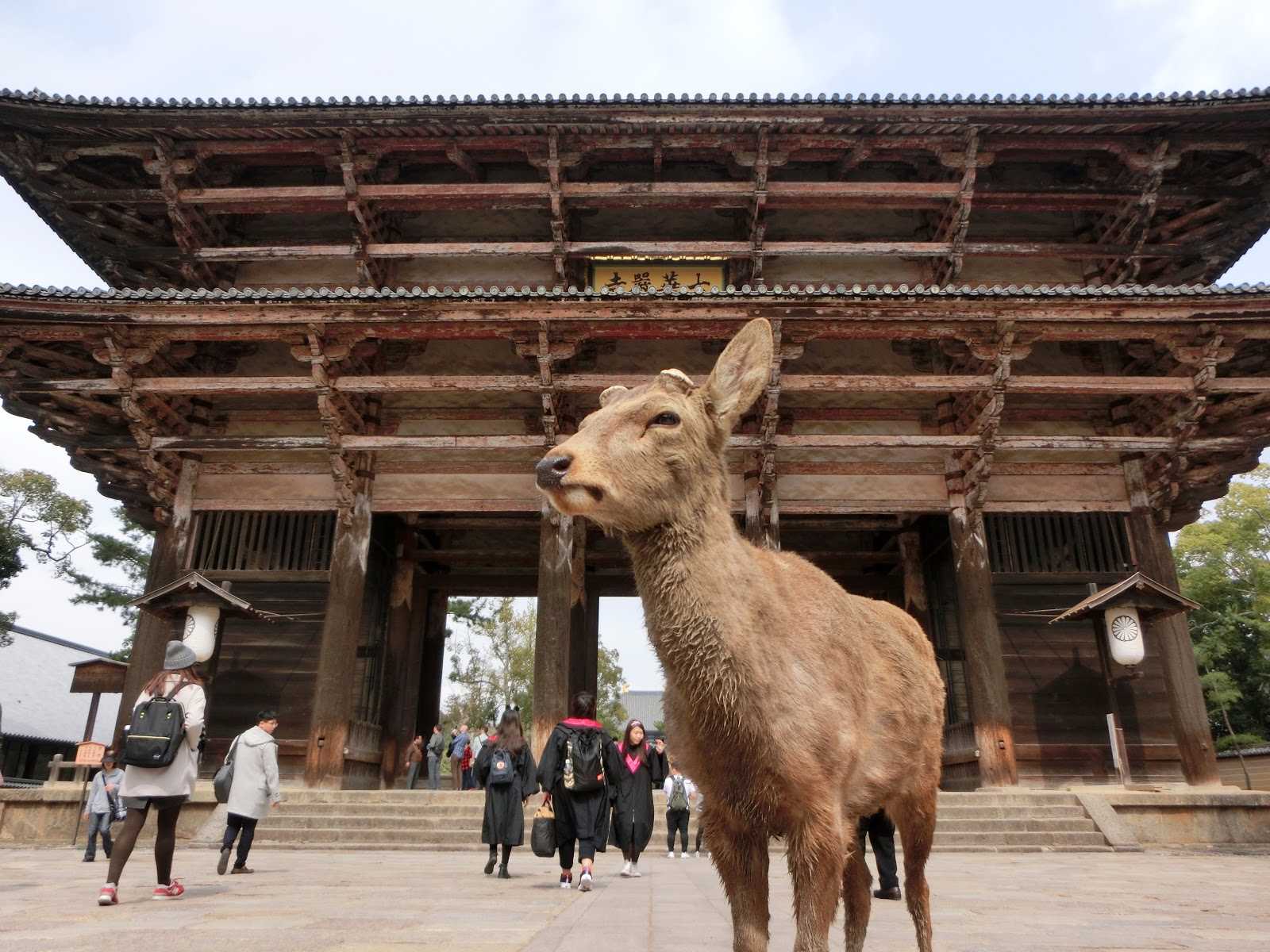 Day3:奈良→伏見稻荷大社→錦市場→鴨川
第一站:奈良
奈良距離京都大約40公里,很適合安排從京都出發的一日遊,而奈良現在最廣為人知的大概就是有親近人又貪吃的小鹿了!事實上,奈良寶貴的地方不只是這些鹿,而是奈良擁有全世界最古老的木造建築群,包含了東大寺、春日大社等,所以來到奈良別只是走馬看花,停下腳步好好欣賞這些建築物吧!
▶︎建議停留時間:3.5小時
▶︎ 京都→奈良:從京都車站坐JR