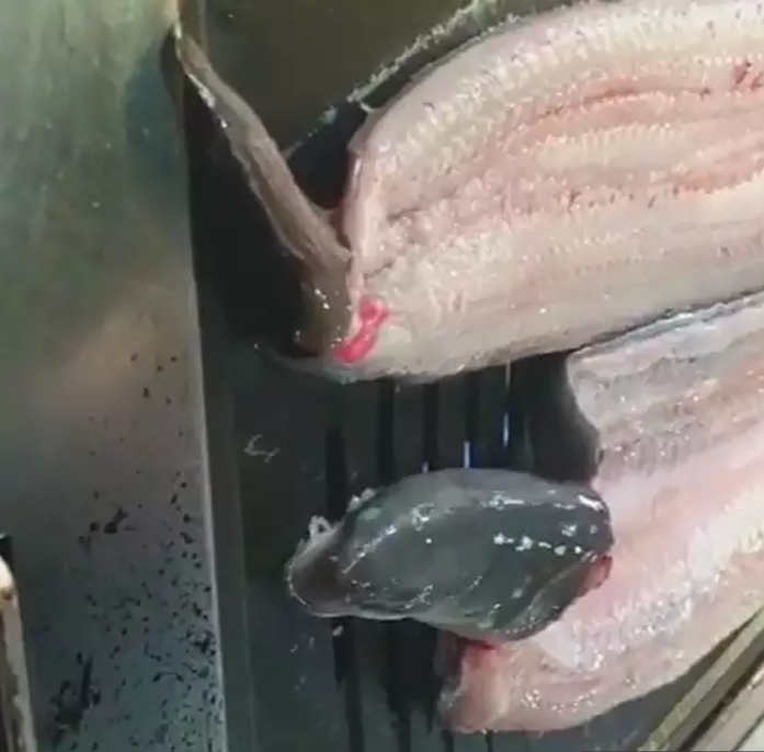 像是雪莉日前更新一則影片,影片中拍攝活鰻魚放在烤盤上不斷掙扎的樣子,而後聽到雪莉的聲音似乎在模仿鰻魚說到「啊,救救我啊...喔,救救我啊」,引起網友的撻伐,還登上了韓網新聞報導...