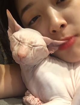 不過今天雪莉上傳的影片,卻不小心觸怒了愛貓粉絲的敏感神經。因為雪莉在自拍影片中,明明貓咪睡著了,但雪莉卻像是希望貓咪再陪她玩一下的先是輕咬了貓咪的耳朵