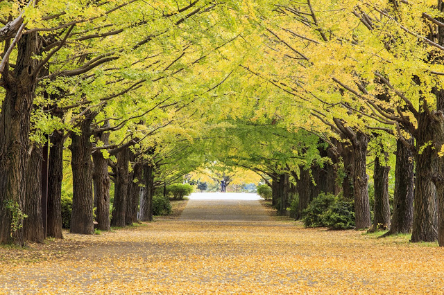 #賞銀杏景點:
1. 明治神宮外苑
明治神宮外苑厲害的不是紅的刺眼的楓葉而是黃到發亮的銀杏,這條銀杏大道每到黃金時期總是會造成交通堵塞,大家目的無他,就是想一睹銀杏大道的風采,從外苑延伸到表參道的兩旁,上百棵銀信排列而成的的銀杏大道,讓日本的街頭染上濃濃的秋日氣息,也讓習慣快步的東京人停下腳步欣賞秋日美景。