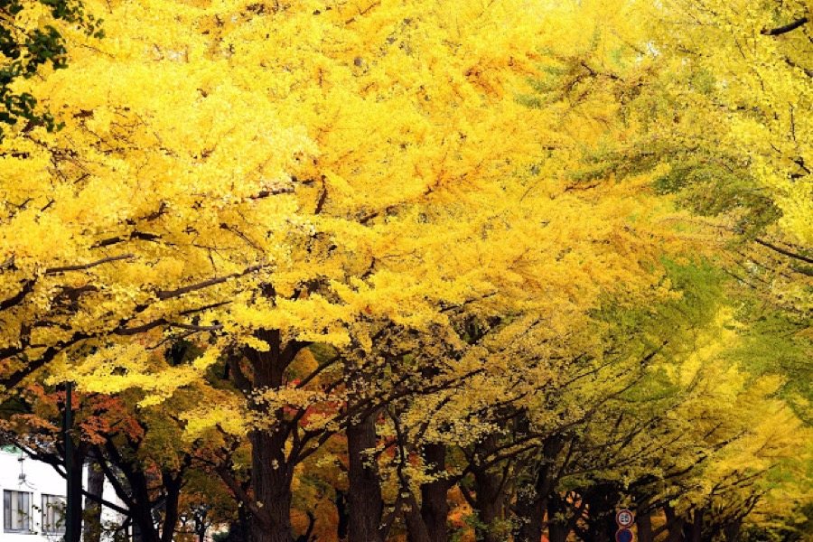 3. 北海道大學
比較少人在秋天來到北海道,是因為夏天賞薰衣草,冬天賞雪,秋天的北海道總是會被人遺忘,但是在北海道大學外的這一條林蔭道,卻會讓你一改對北海道的秋日印象。
銀杏大約在11月初為一年中黃得最盛的時候,銀杏大道會進行街道封路,讓遊客可以更專心的欣賞美景。