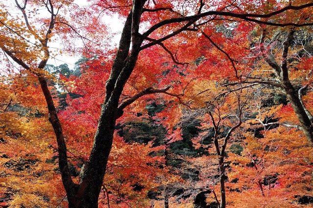 【10月下旬】
2. 高尾山
高尾山總共有六個登山路線,沿路都會有小攤子販售各式各樣的小藝品,所以邊欣賞美景邊逛街,一點也不會覺得疲憊。每到賞楓時刻的高尾山,總是擠滿了絡繹不絕的觀光客。