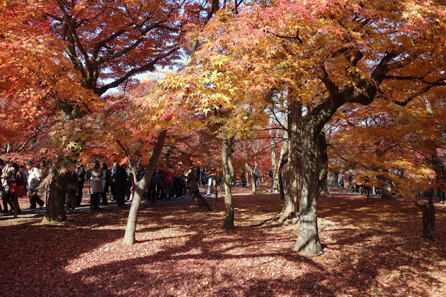3. 京都東福寺
在眾多京都的賞楓名所中,東福寺在大家心目中名列前茅,這裡的楓樹有如著火一般,而且這裡人多到要排隊許久才有辦法抓到最佳拍照位置!
建議大家如果想要悠閒的散步,一定要當隻早起的鳥兒,才可以避開大批大批的賞楓人潮。