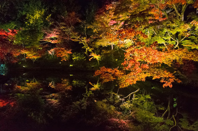 2. 高台寺
不同於清水寺的夜楓,高台寺裡面有一個湖,在湖水的倒映之下,有著與清水寺截然不同的風貌,且這裡的參拜時間不像清水寺一樣19:00才能入場,讓行程不會受時間限制,這裡最佳的賞楓時間為日落的前半小時到日落後的兩小時之間,可以同時欣賞到這種不同的面貌。