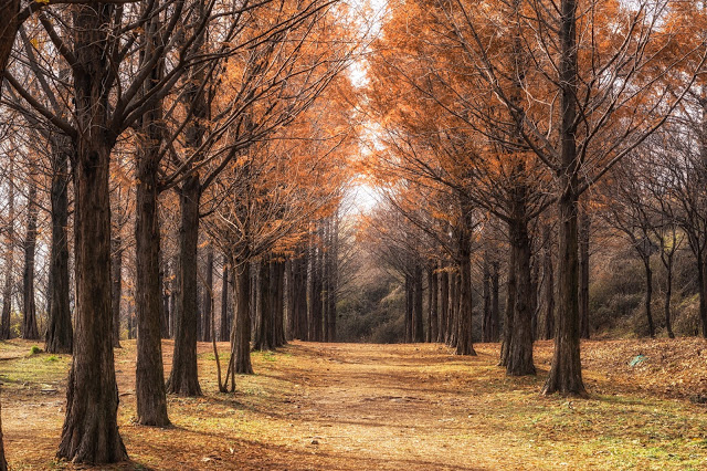 4.天空公園水杉道(하늘공원)
天空公園是世界盃公園其中之一,長900多公尺的水杉道,涼爽的散步步道和高聳的水杉,再加上公園內茂密的樹林,是非常熱門的散步小徑。