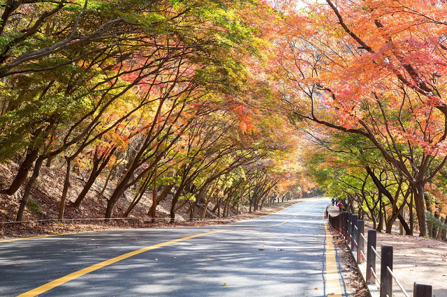 #全羅北道賞楓景點
9.內藏山國立公園(내장산국립공원)
內藏山是韓國第八座國家公園,取名源自於山中有山且蜿蜒的山巒。隨著秋天到來,來這邊賞楓的遊客總是爆滿!
