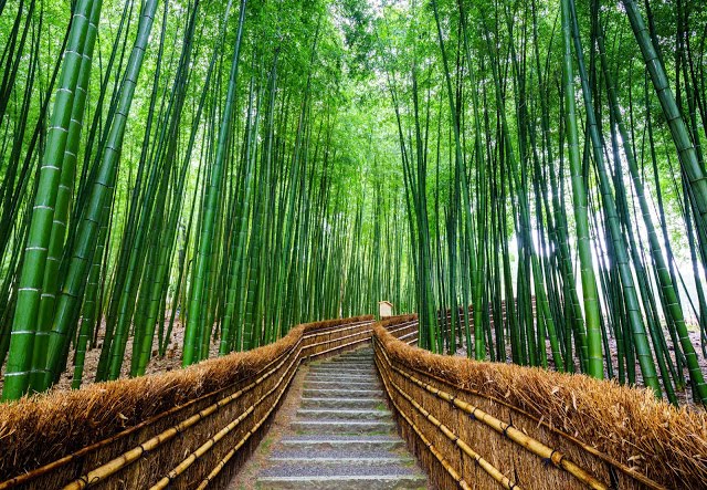 2. 嵐山
如果你是第一次來京都,又想要選擇一個京都的近郊景點遊玩,小編就會推薦你把嵐山排入行程中!因為嵐山算是入門款的京都近郊景點,距離京都不算太遠,觀看的景點也很多,加上如果你是春、秋兩個季節來還可以賞櫻花、楓葉!
而且小編更推薦大家可以搭嵐山小火車沿路玩嵐山,可以欣賞到沿途不同的風光,也可以多花一點時間在『嵐山站』,因為此站的景點最多,像是竹林の道、渡月橋、嵐山大街、常寂光寺、野宮神社等