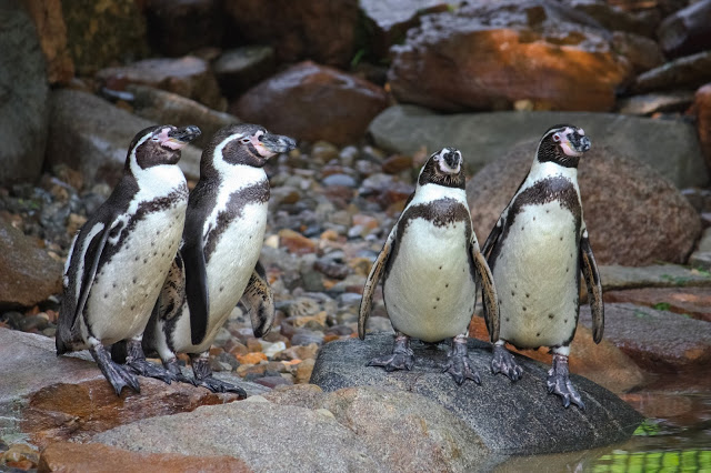 2. 江戶川區自然動物園
你沒看錯!東京竟然有免費的動物園!雖然江戶川自然動物園為免費入園,但園區的動物種類卻非常多元,有企鵝、海獅、袋鼠等人氣明星,還有大小朋友皆愛的親密接觸區,可以抱抱小兔子,餵小羊吃草,不用花錢還有這麼多豐富的體驗,完全超值啊!