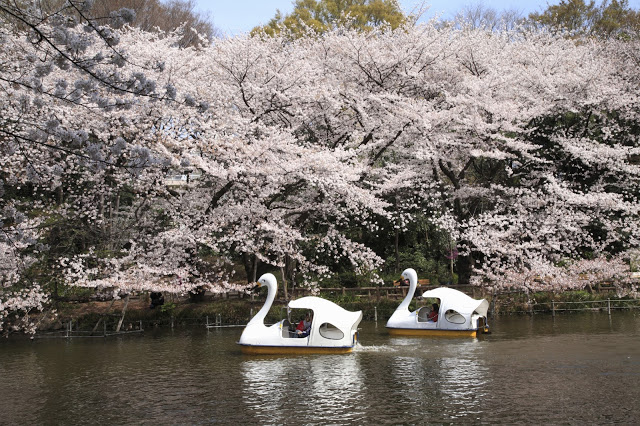 4. 上野恩賜公園
上野恩賜公園幅員廣闊,有美術館、博物館、動物園等需買票的設施,但也有許多美麗的神社寺廟可以免費參訪,另外,春天的上野恩賜公園更是遠近馳名的賞櫻名所。