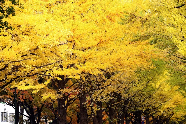 2. 北海道大學
北海道不僅風景秀麗,連大學也美麗得令人驚嘆!位在札幌的北海道大學佔地廣大,校園內有典雅的歐式建築、農場及樹林,非常適合花上一個早晨漫步在校園,尤其是裡面的銀杏大道更是大家秋天必去的熱門景點,不能錯過!
小編提醒:由於北海道大學屬於教學區,因此在參觀時要保持音量,以免打擾到在地學生唷!