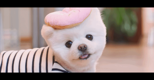 這隻狗狗叫做Darly,是韓國很有名的明星犬,這也不是Darly第一次亮相囉,之前就已經和徐康俊合作過,超萌的樣子也已經擁有近25萬的粉絲人數,顯示Darly的高人氣呢~