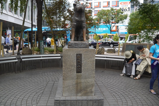 二、澀谷周遭景點
1. 忠犬八公雕像
「忠犬八公」是日本東大教授兼農學博士上野英三郎先生所養的秋田犬。上野先生每天都會從澀谷車站坐電車去上班,八公每天傍晚都會到澀谷車站迎接主人。但後來上野先生去世後,八公仍然持續十年在澀谷車站等待著已不會再回來的主人,直到死去。後來,八公的事情被刊登在報紙上,許多人被受感動而捐款建成了忠犬八公雕像。現在忠犬八公雕像則成為了情侶約會等待的地點。