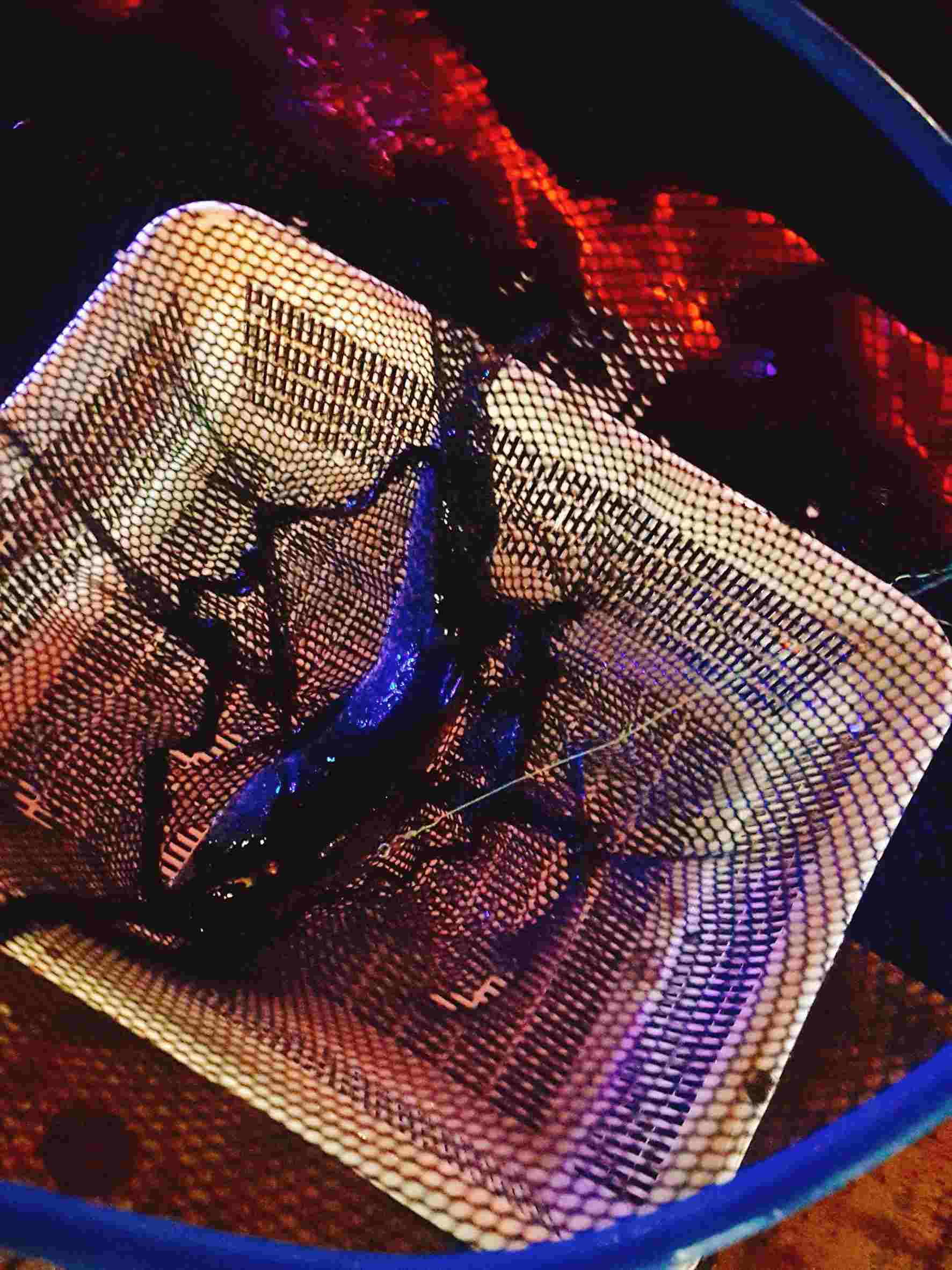 釣到魚之後就是要把魚鉤拿起來阿~可是不敢碰魚怎麼辦!?店家在一旁都有準備小毛巾,可以隔著小毛巾抓著魚,在慢慢把魚鉤拔出來,動作請輕輕的,別傷到魚阿!!因為魚不是拿來吃的…..