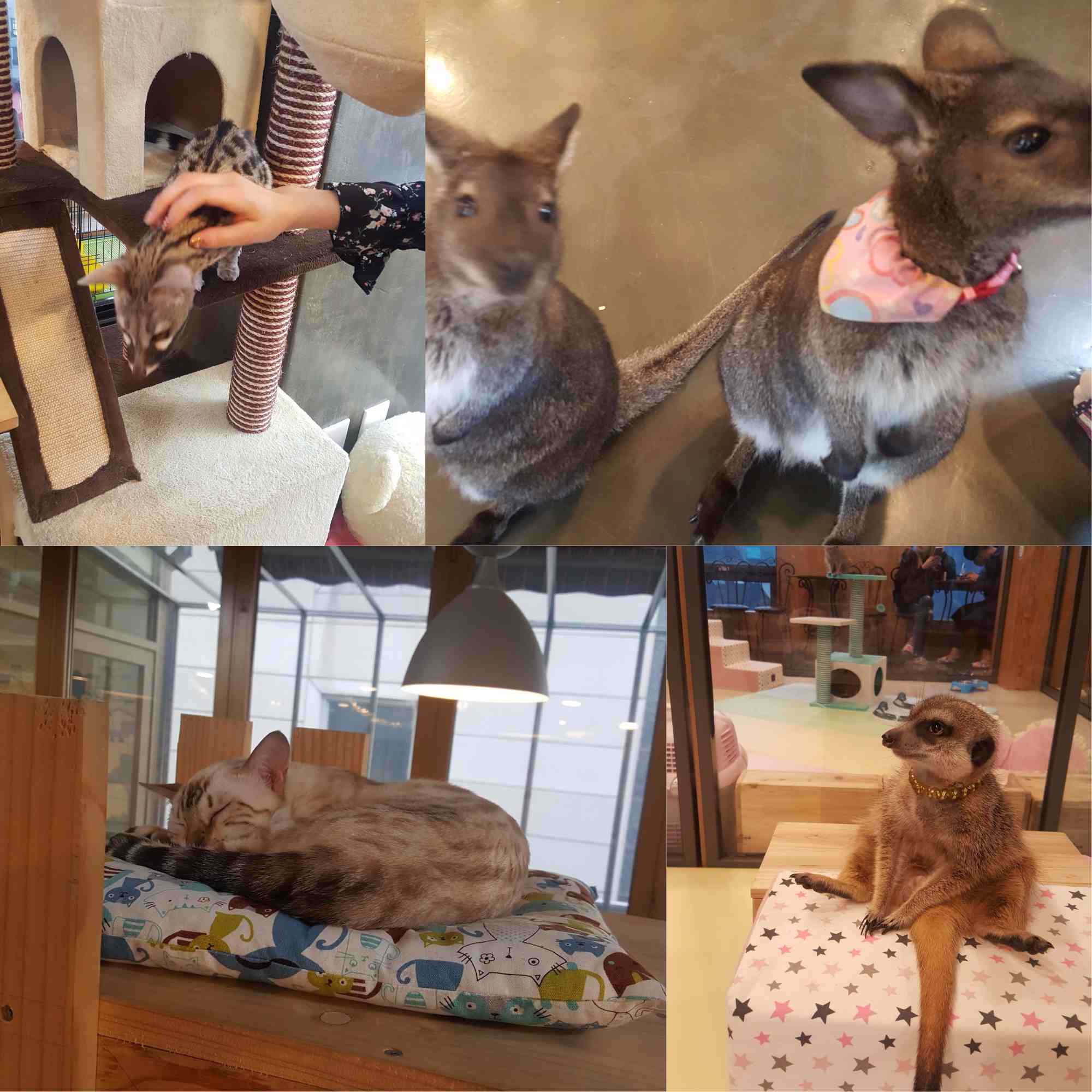 在弘大不止有狐獴咖啡廳,還有浣熊、綿羊、貓咪、狗的專屬咖啡廳,根本無極限。小編這次來到狐獴咖啡廳,裡面不止有狐獴,還有貓、小袋鼠、狐狸、浣熊等動物,簡直就是動物園等級了XD