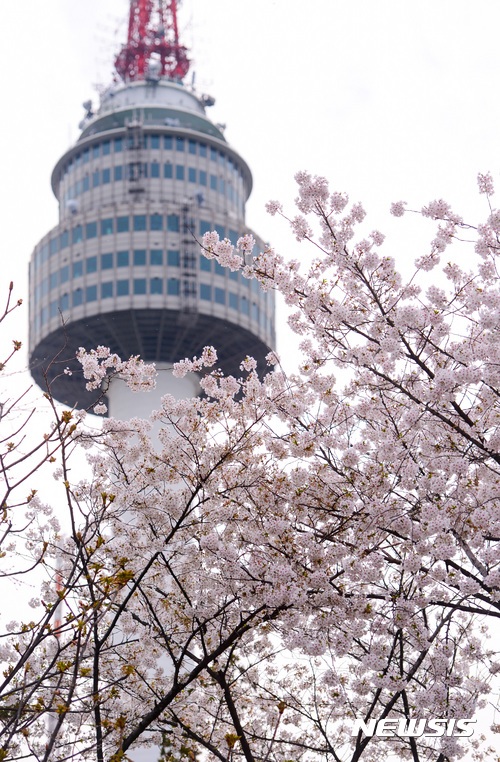 今年韓國櫻花由北向南,從3月25日開始在濟州島開花,南部地區3月 27日~4月 4日,中部地區4月 6日~10日之間。首爾預計在4月15日可以看到櫻花綻放。
(照片為2017年)