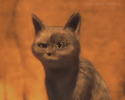 Image Source | giphy